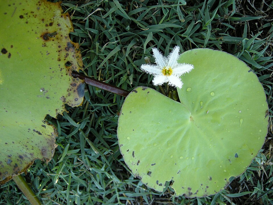 Nymphoides indica (Water Snowflake) (alternate view 2)
