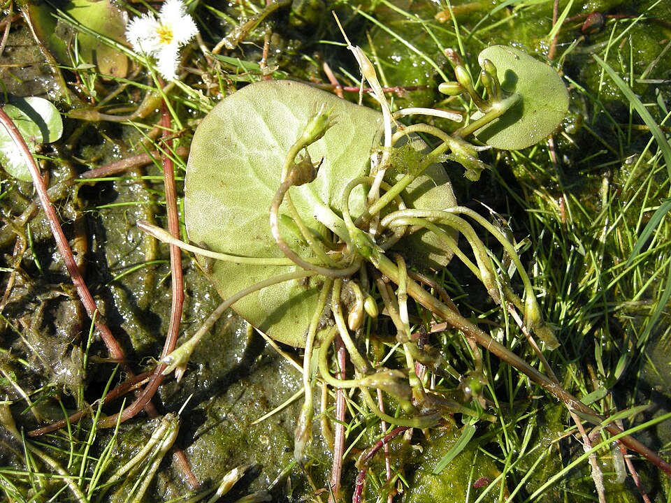 Nymphoides indica (Water Snowflake) (alternate view 3)