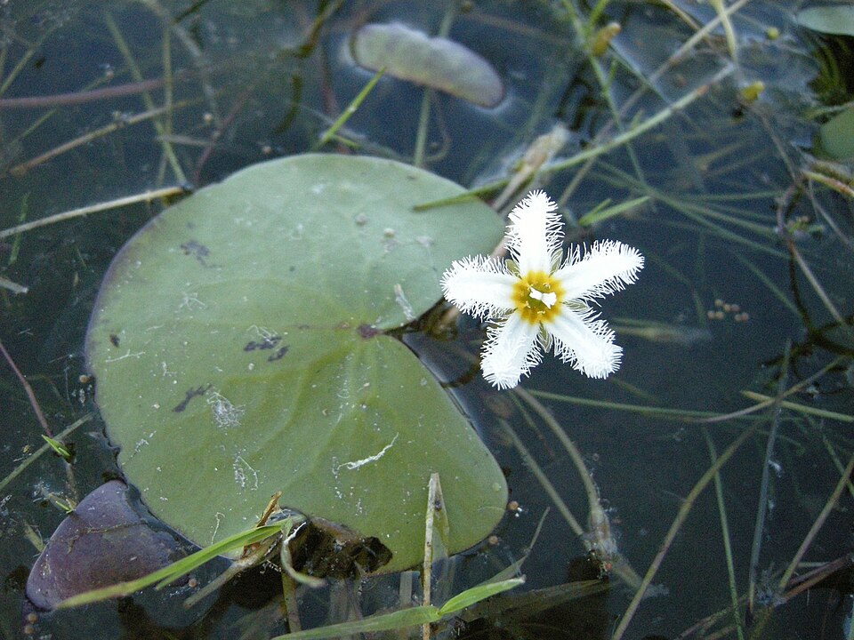 Nymphoides indica (Water Snowflake) (alternate view 4)