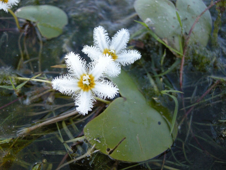 Nymphoides indica (Water Snowflake) (alternate view 5)