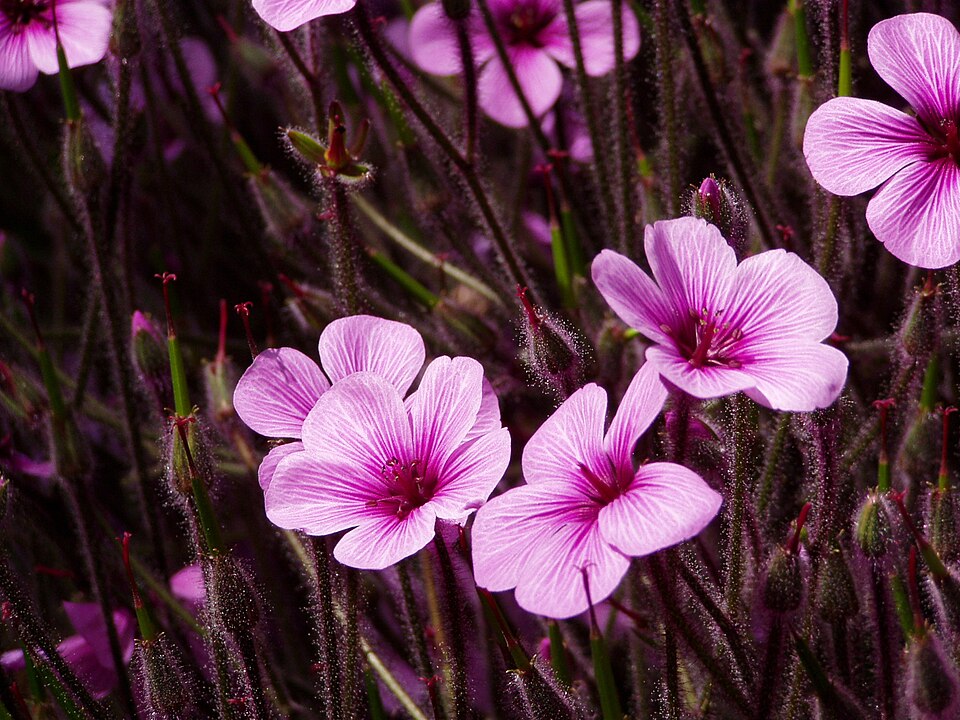 Geranium maderense (alternate view 10)
