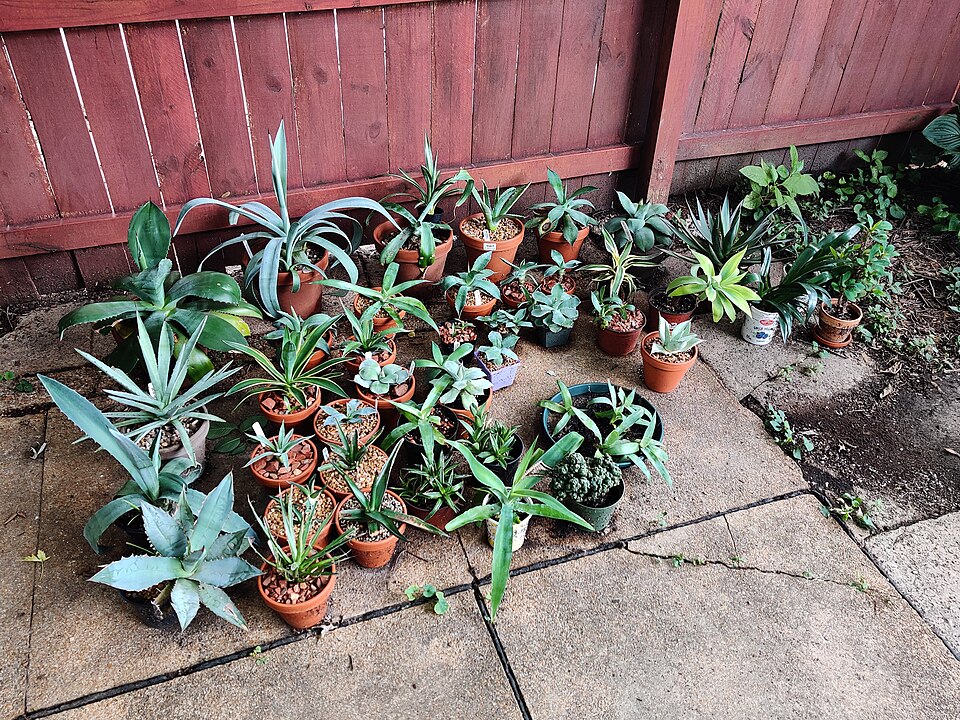 Agave (century plants) (alternate view 2)
