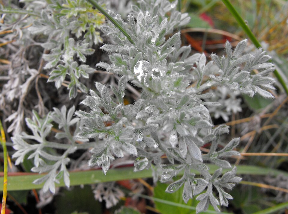 Artemisia pycnocephala (coastal sagewort) (alternate view 9)