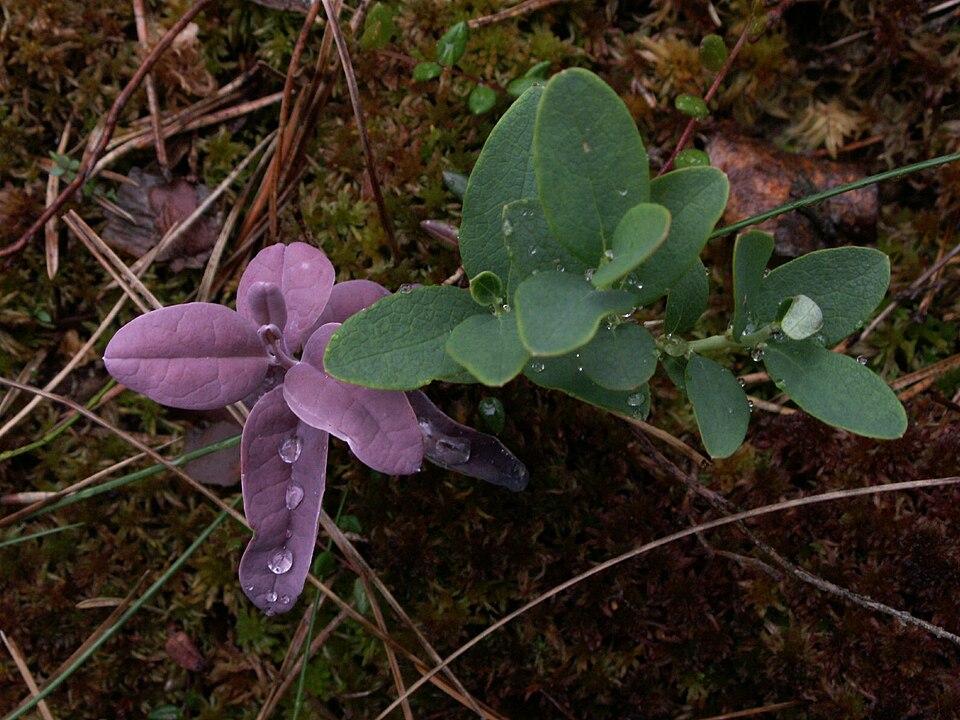 Vaccinium uliginosum (bog bilberry)
