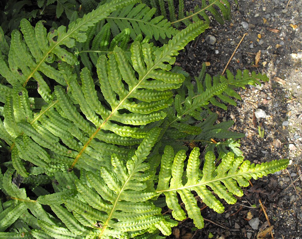 Polypodium californicum (California Polypody) (alternate view 2)
