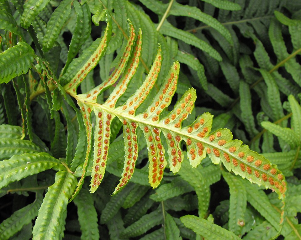 Polypodium californicum (California Polypody) (alternate view 3)