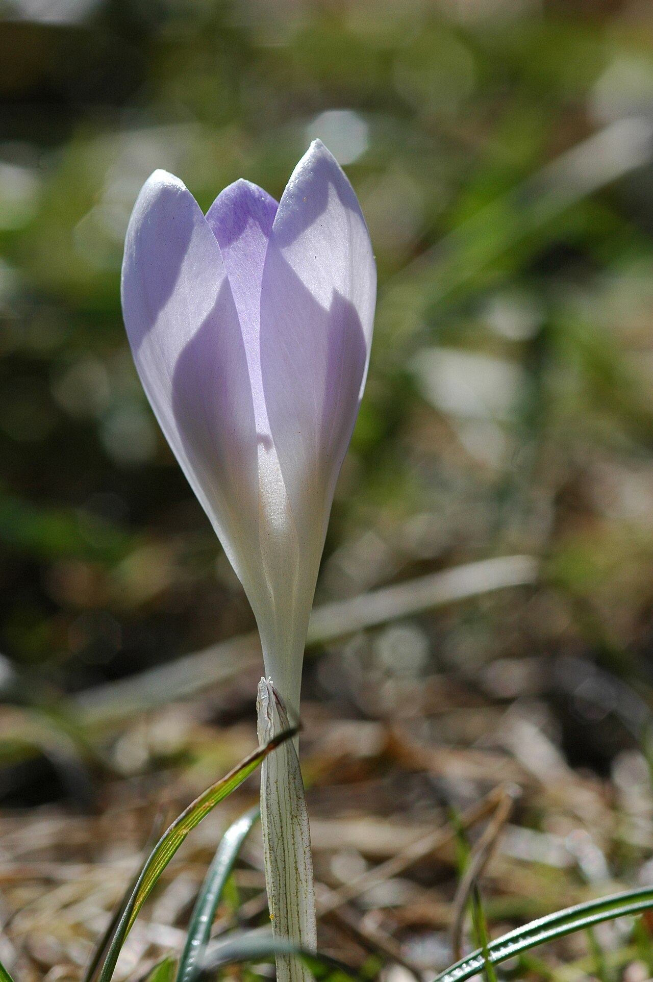 Crocus vernus, Spring crocus — clumping deciduous (Iridaceae) (image 9 of 10)
