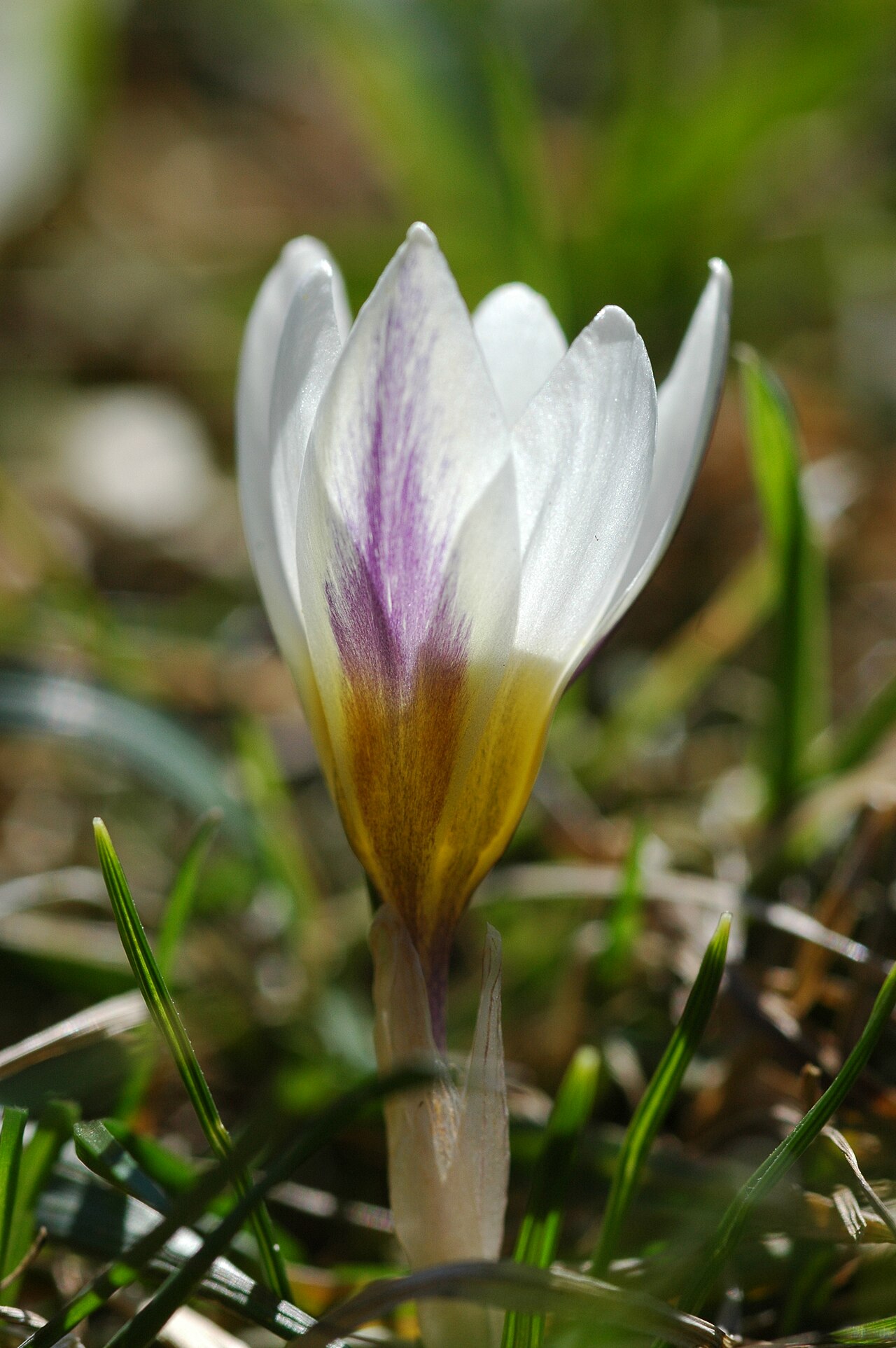 Crocus vernus, Spring crocus — clumping deciduous (Iridaceae) (image 10 of 10)