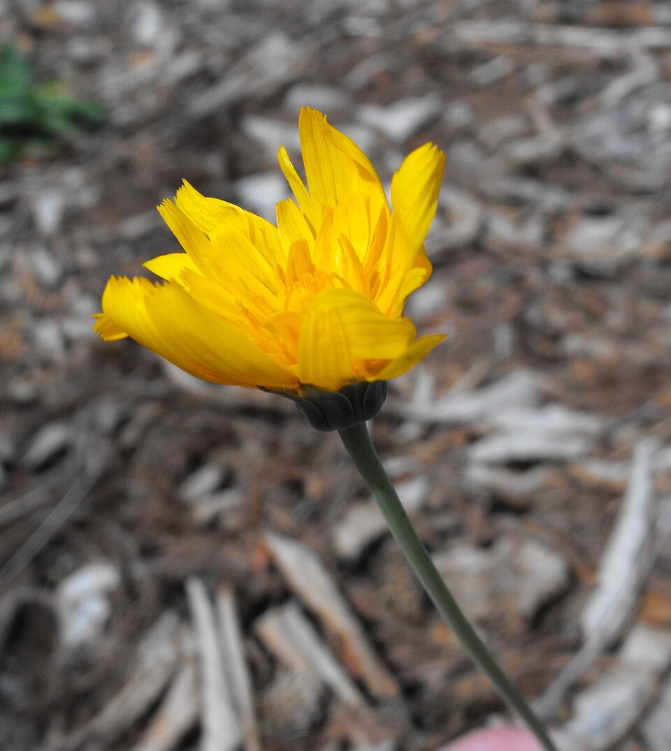 Krigia biflora (Two-flower Dwarf-dandelion) (alternate view 7)