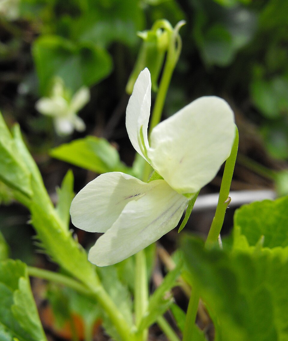 Viola striata (cream violet) (alternate view 6)
