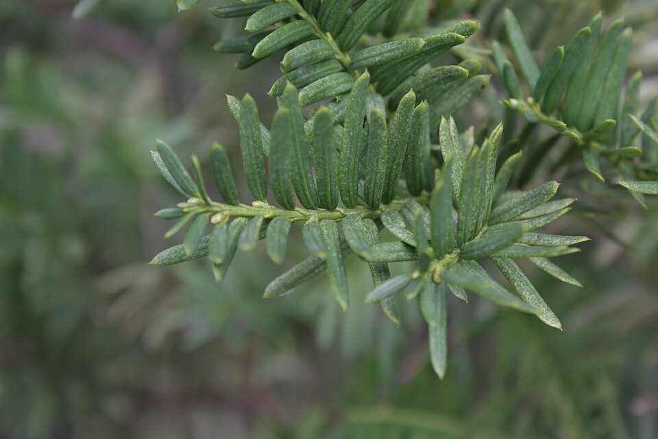 Taxus cuspidata (Japanese yew) (alternate view 12)