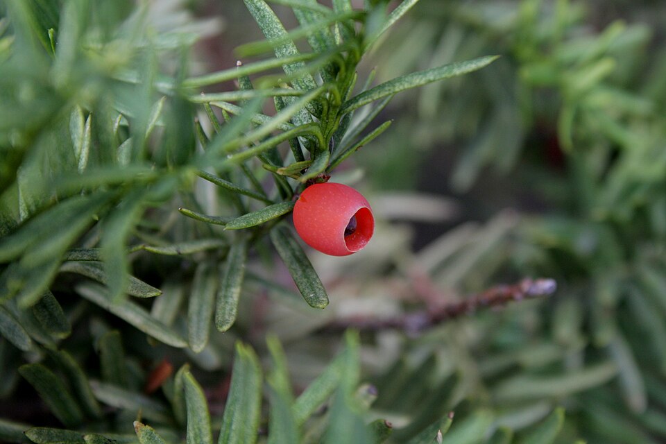 Taxus cuspidata (Japanese yew) (alternate view 13)