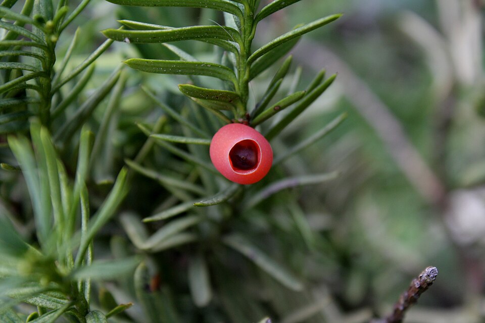 Taxus cuspidata (Japanese yew) (alternate view 14)