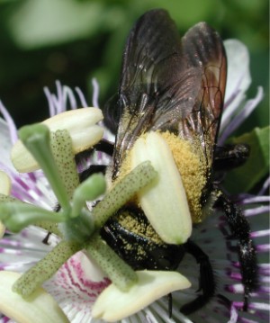Passiflora incarnata (purple passionflower)