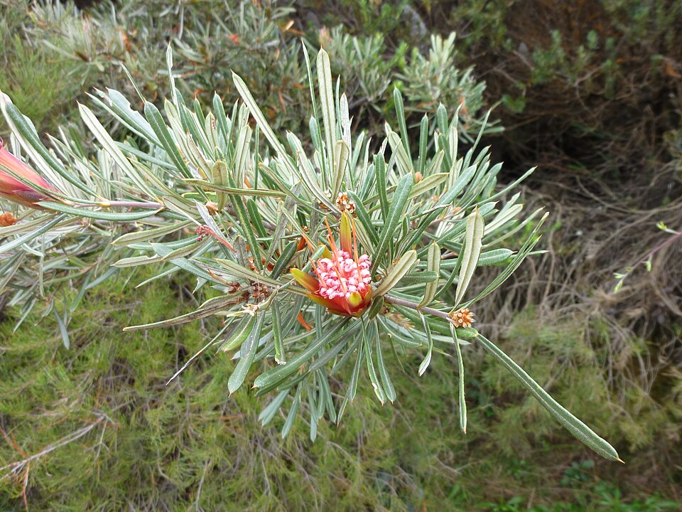 Lambertia formosa (Mountain Devil) (alternate view 2)
