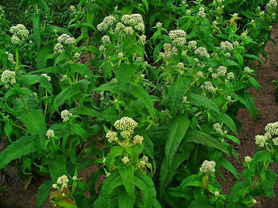 Eupatorium perfoliatum (Boneset)