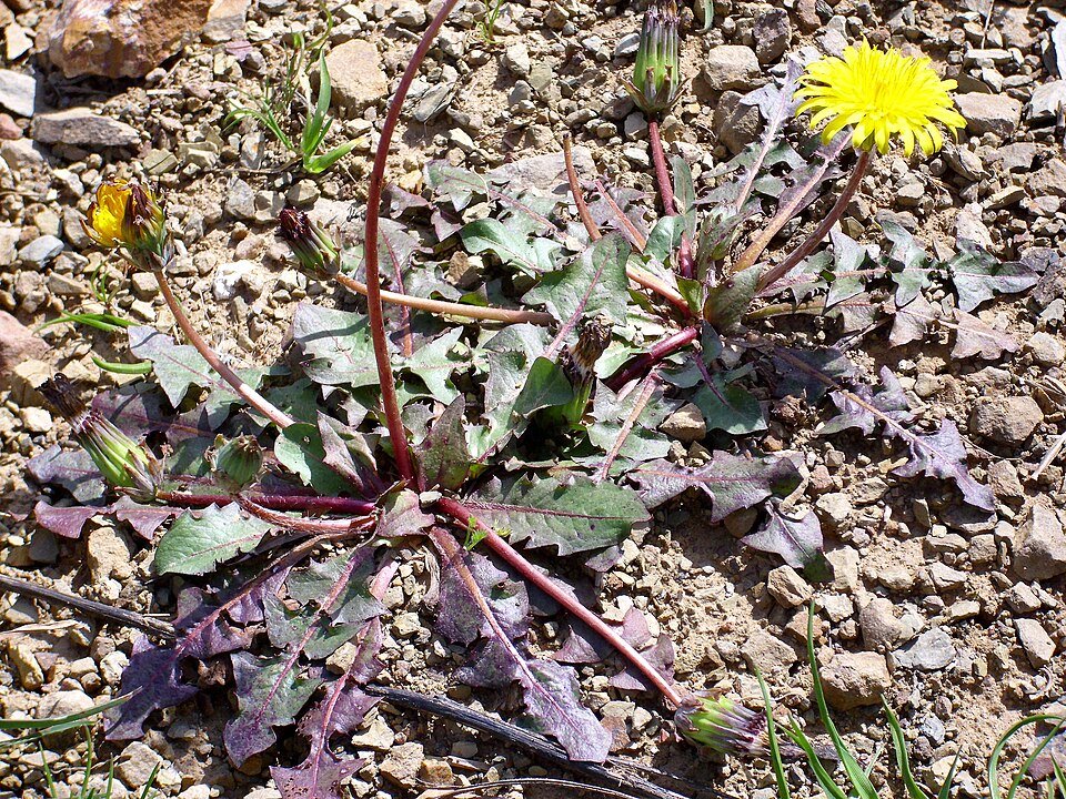 Taraxacum erythrospermum (red-seeded dandelion) (alternate view 8)