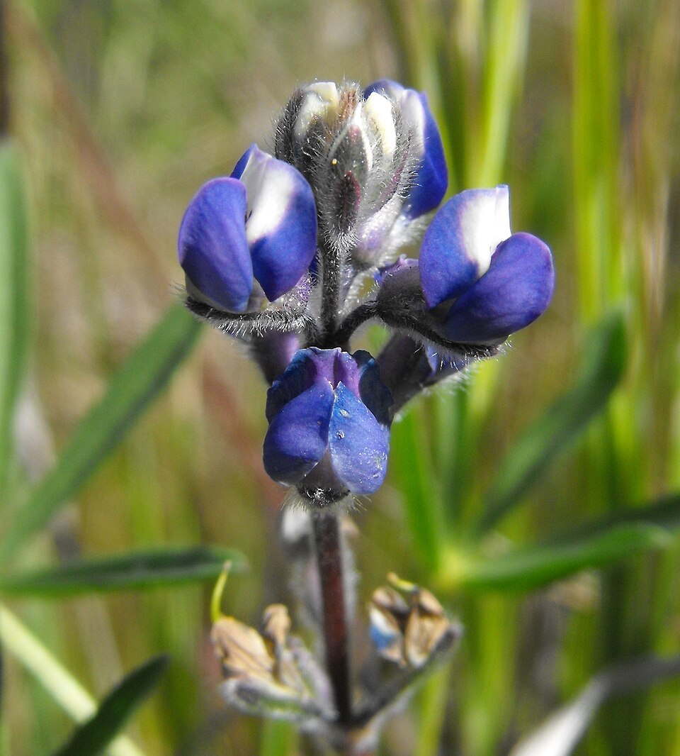 Lupinus bicolor (Miniature Lupine)