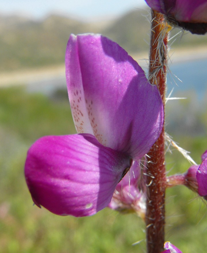 Lupinus hirsutissimus (Stinging Lupine) (alternate view 10)