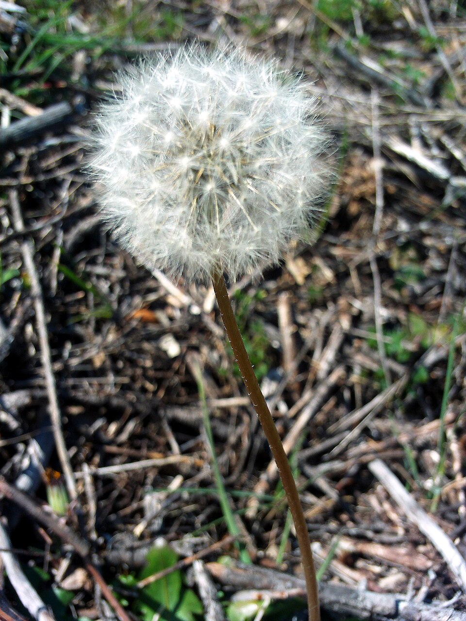Taraxacum erythrospermum (red-seeded dandelion) (alternate view 9)