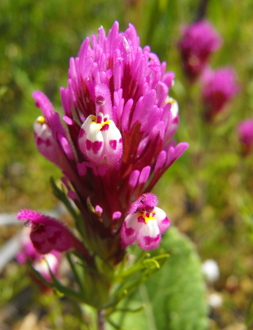 Castilleja exserta (purple owl's-clover) (alternate view 10)