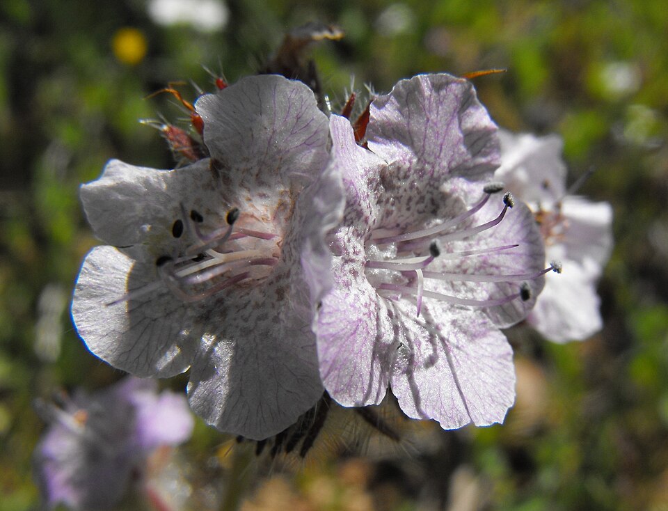 Phacelia cicutaria (caterpillar scorpionweed) (alternate view 5)