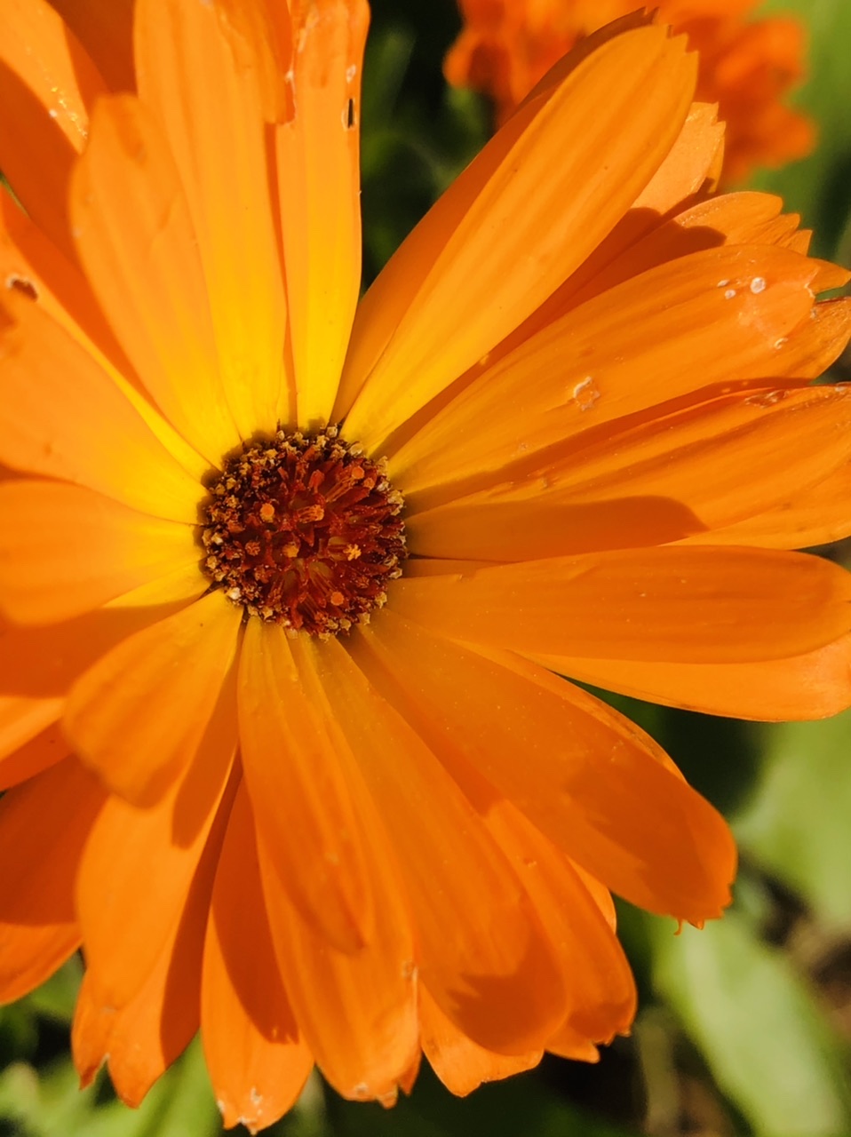 Calendula (marigolds)