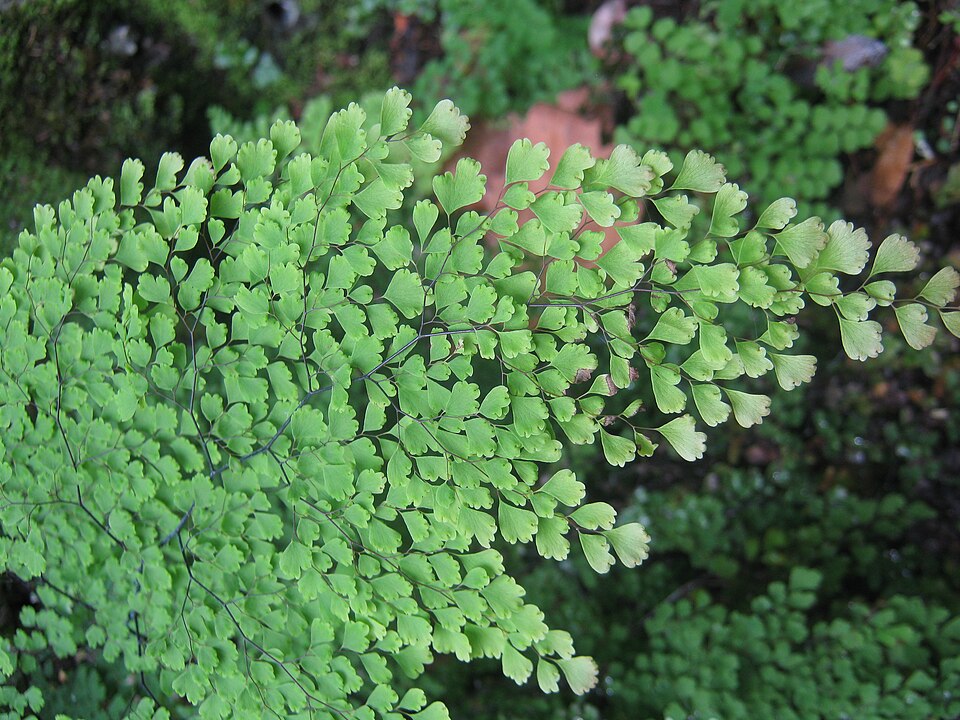 Adiantum aethiopicum (common maidenhair fern) (alternate view 2)