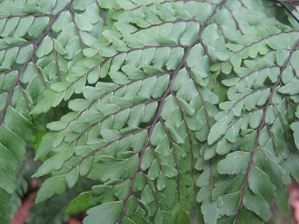 Adiantum formosum (Giant maidenhair fern)