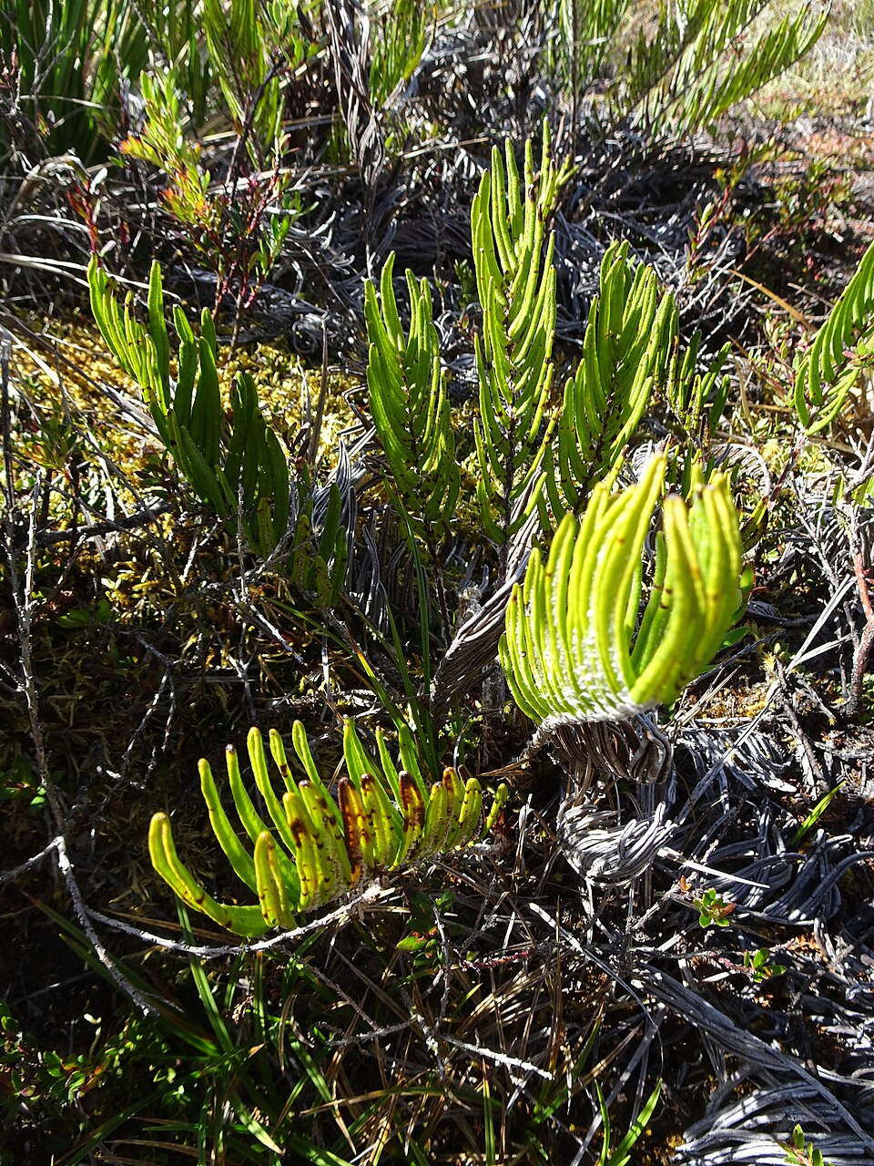 Blechnum (hard ferns) (alternate view 4)
