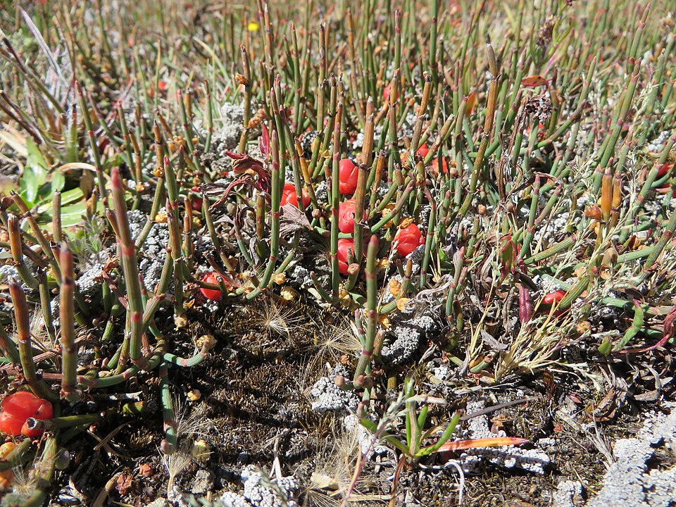 Ephedra (Jointfirs) (alternate view 7)