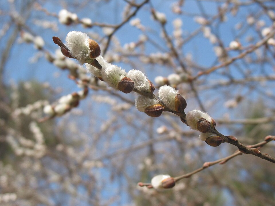 Salix discolor (White Pussy Willow) (alternate view 4)