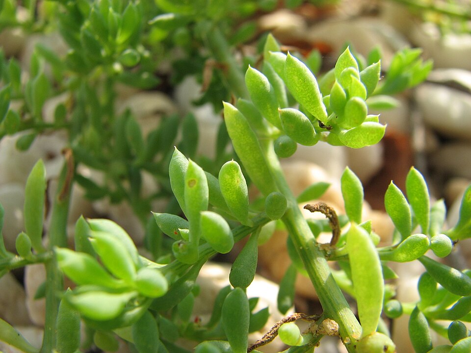 Threlkeldia diffusa (Coast Bonefruit) (alternate view 6)