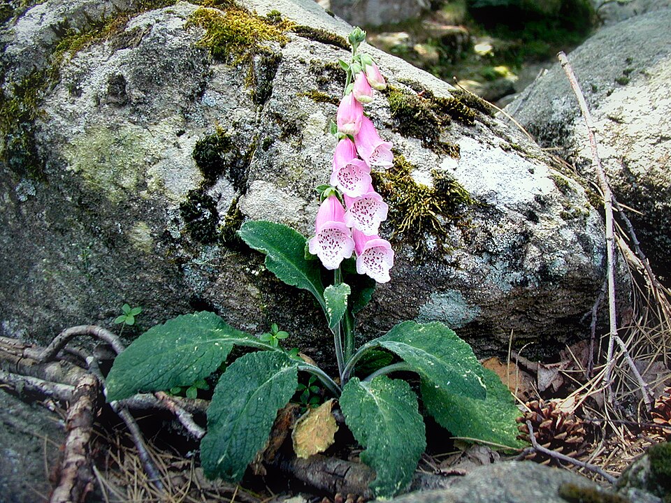Digitalis purpurea (common foxglove) (alternate view 12)