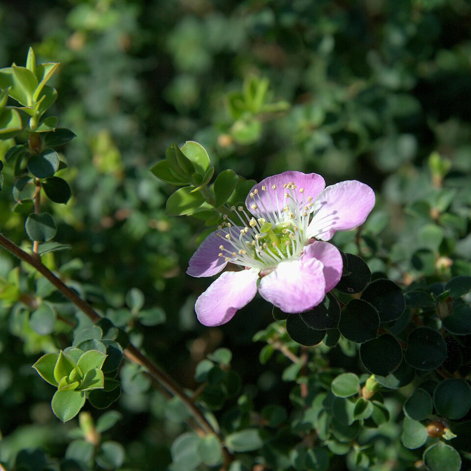 Leptospermum squarrosum (Peach-flowered Tea Tree) (alternate view 7)