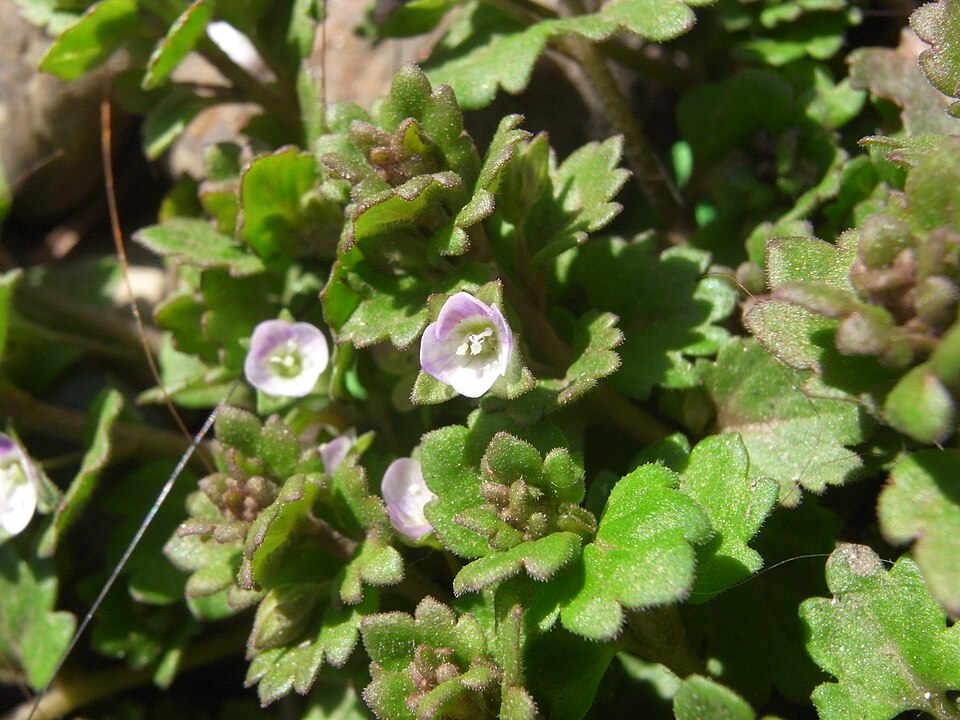 Veronica polita (Grey Field-speedwell) (alternate view 8)