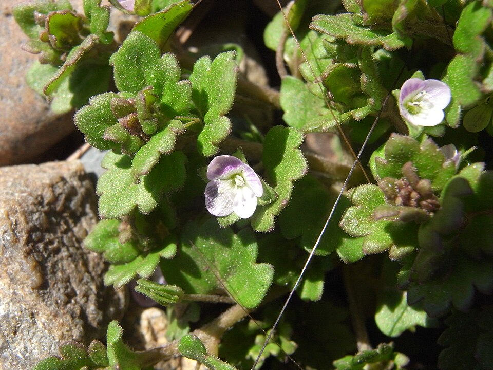 Veronica polita (Grey Field-speedwell) (alternate view 9)