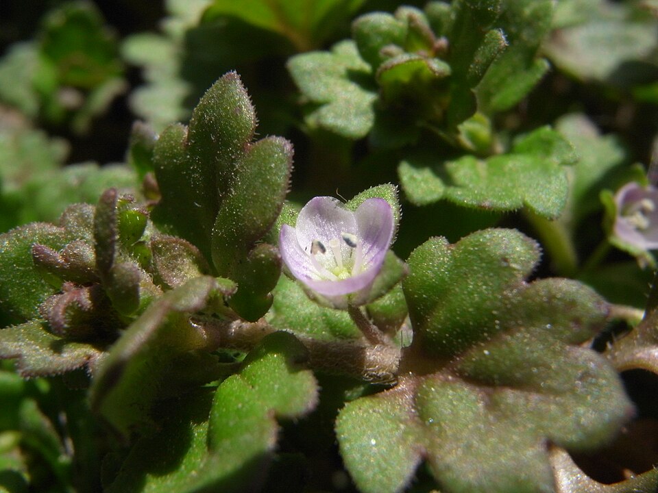 Veronica polita (Grey Field-speedwell) (alternate view 10)