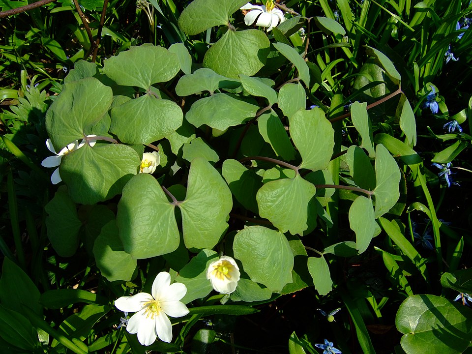 Jeffersonia diphylla (twinleaf) (alternate view 7)