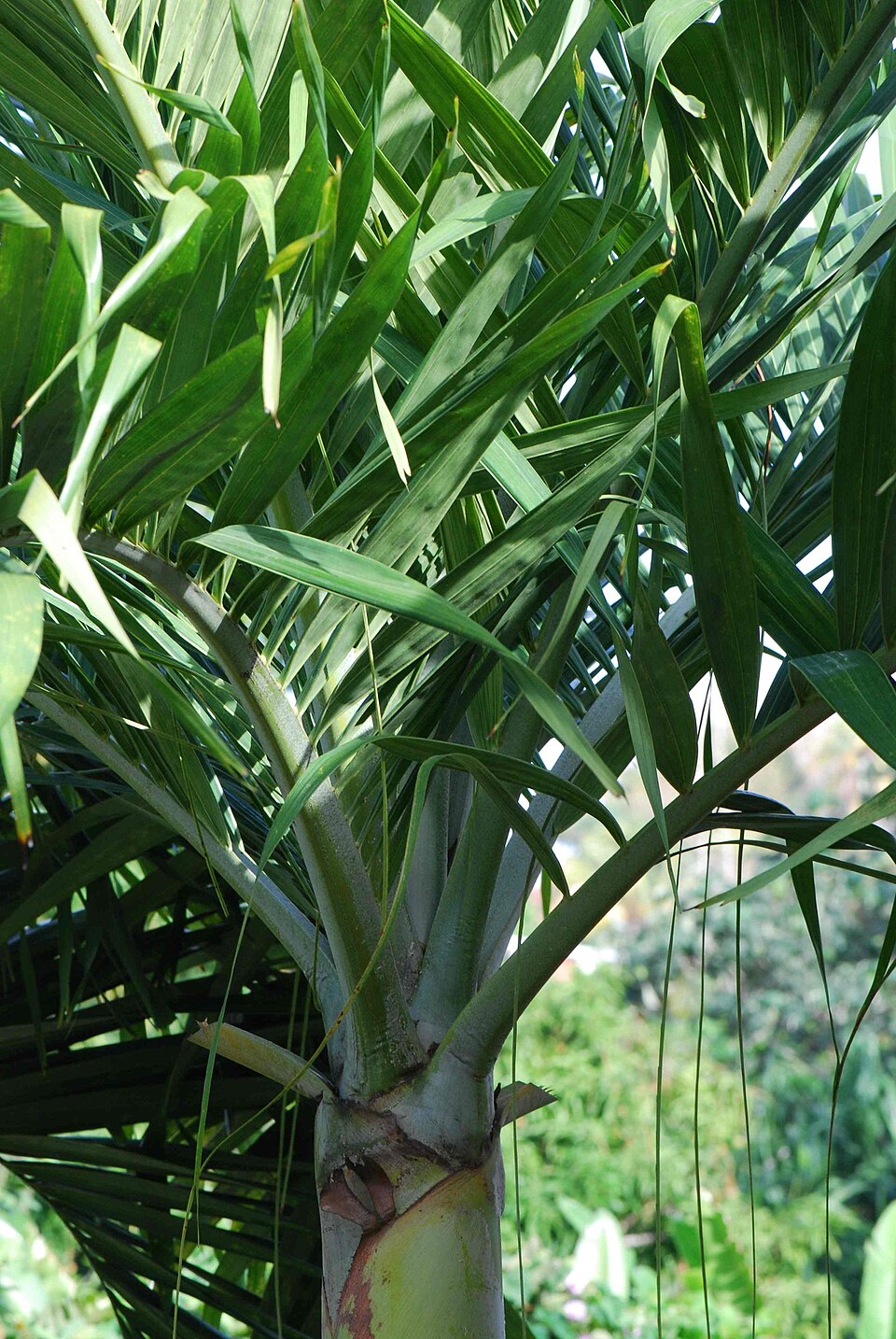 Archontophoenix cunninghamiana (Piccabeen Palm) (alternate view 6)