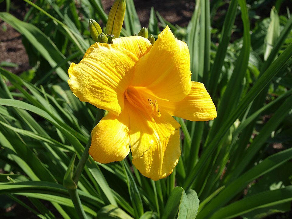 Hemerocallis 'Buttered Popcorn' (Buttered Popcorn Daylily)