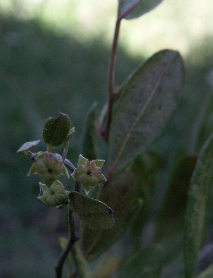 Chamaedaphne calyculata (leatherleaf) (alternate view 6)