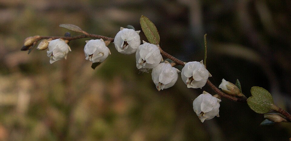 Chamaedaphne calyculata (leatherleaf) (alternate view 7)