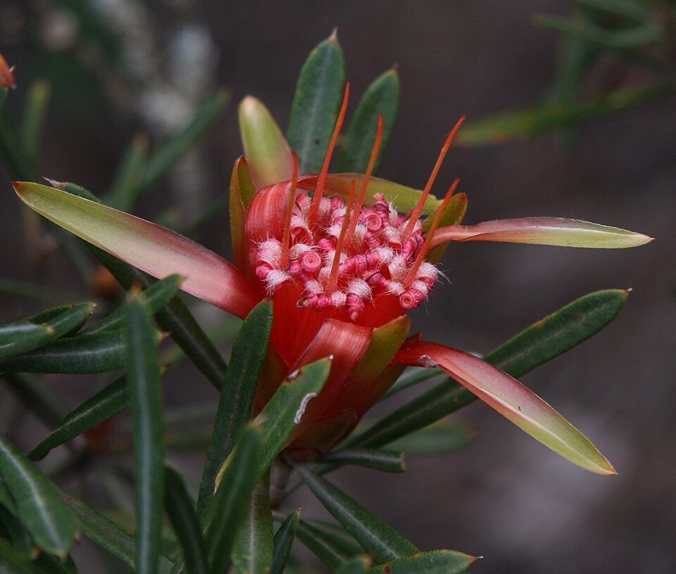 Lambertia formosa (Mountain Devil) (alternate view 3)