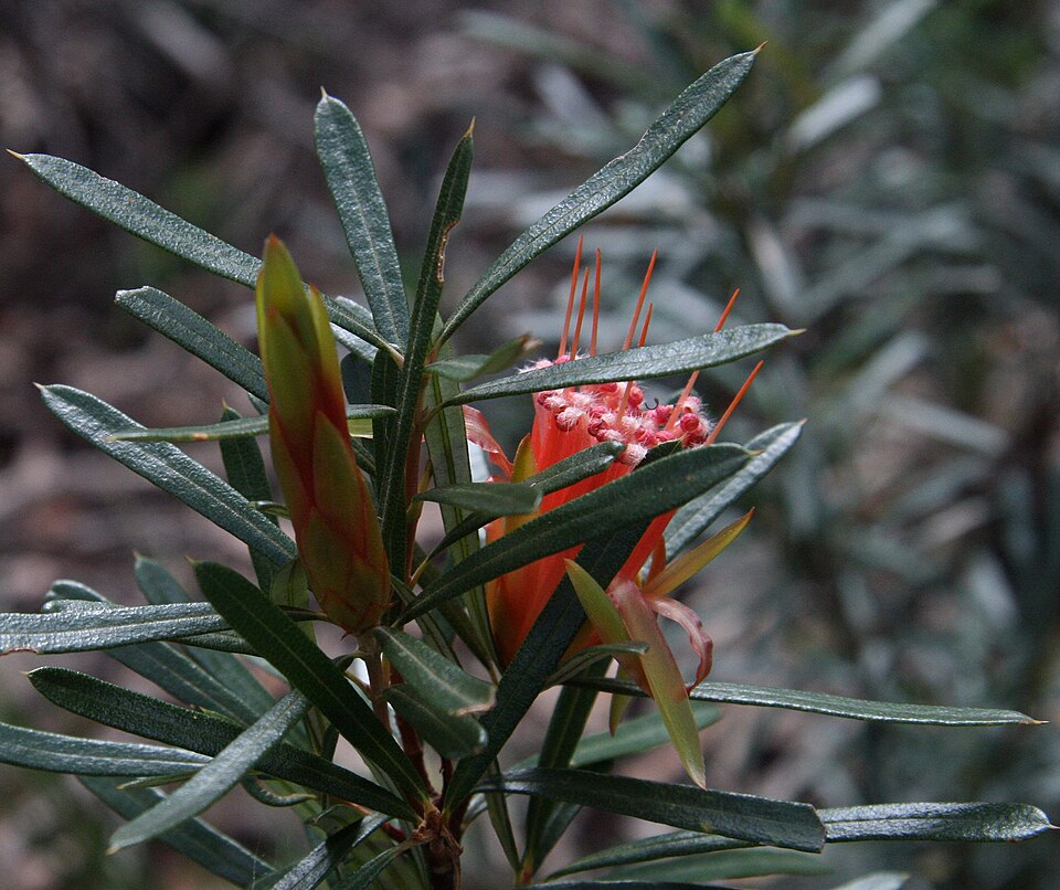 Lambertia formosa (Mountain Devil) (alternate view 4)