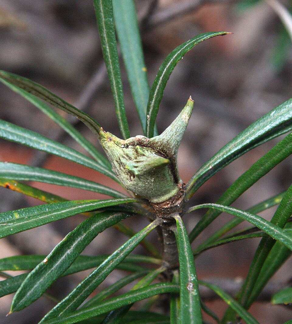 Lambertia formosa (Mountain Devil) (alternate view 5)