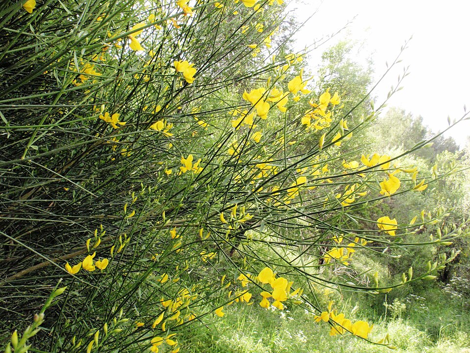 Spartium junceum (Spanish Broom)