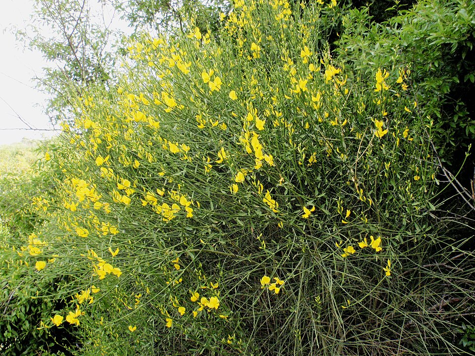 Spartium junceum (Spanish Broom)