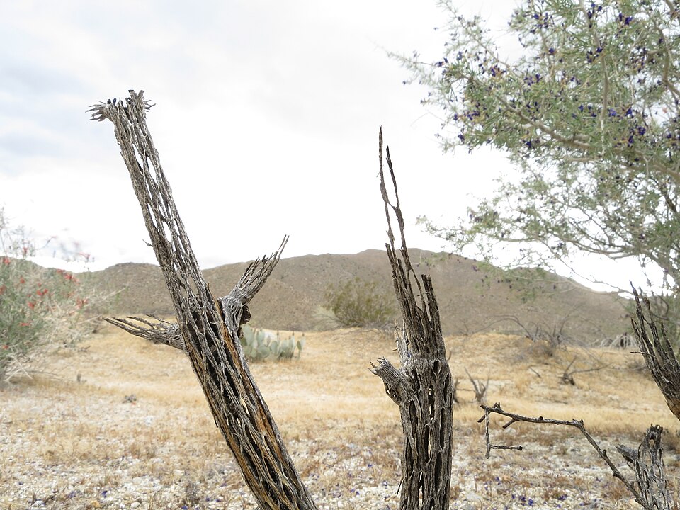Cylindropuntia (chollas) (alternate view 2)