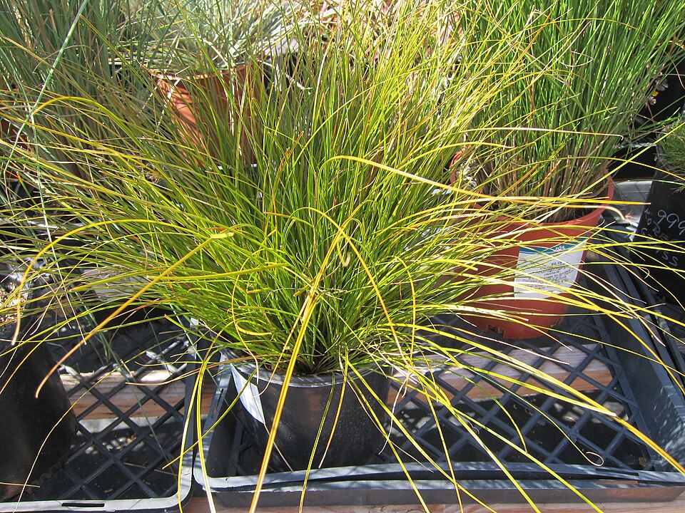 Carex testacea 'Prairie Fire' (Prairie Fire Sedge)